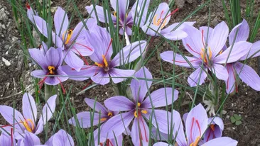 Cel mai scump condiment din lume. Cât costă aurul roşu şi în ce zone din România se cultivă