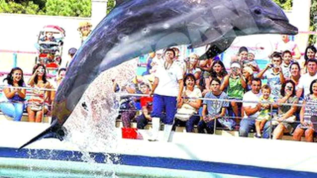 Delfinii chinezi se pregatesc de vacanta! Au facut show-uri pentru o suta de mii de oameni