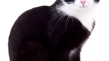 Atentie, au aparut pisicile turbate! Primaria strange animalele de pe strazile din Targoviste!