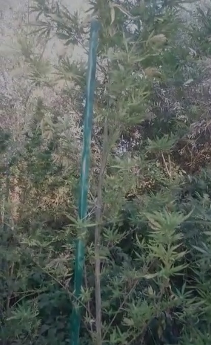 Cultura de cannabis de pe malul râului