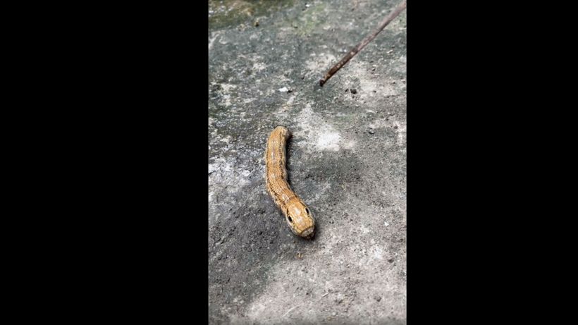 Creatura bizară pe care o femeie a descoperit-o în grădina ei era, de fapt, „un fenomen biologic rar”