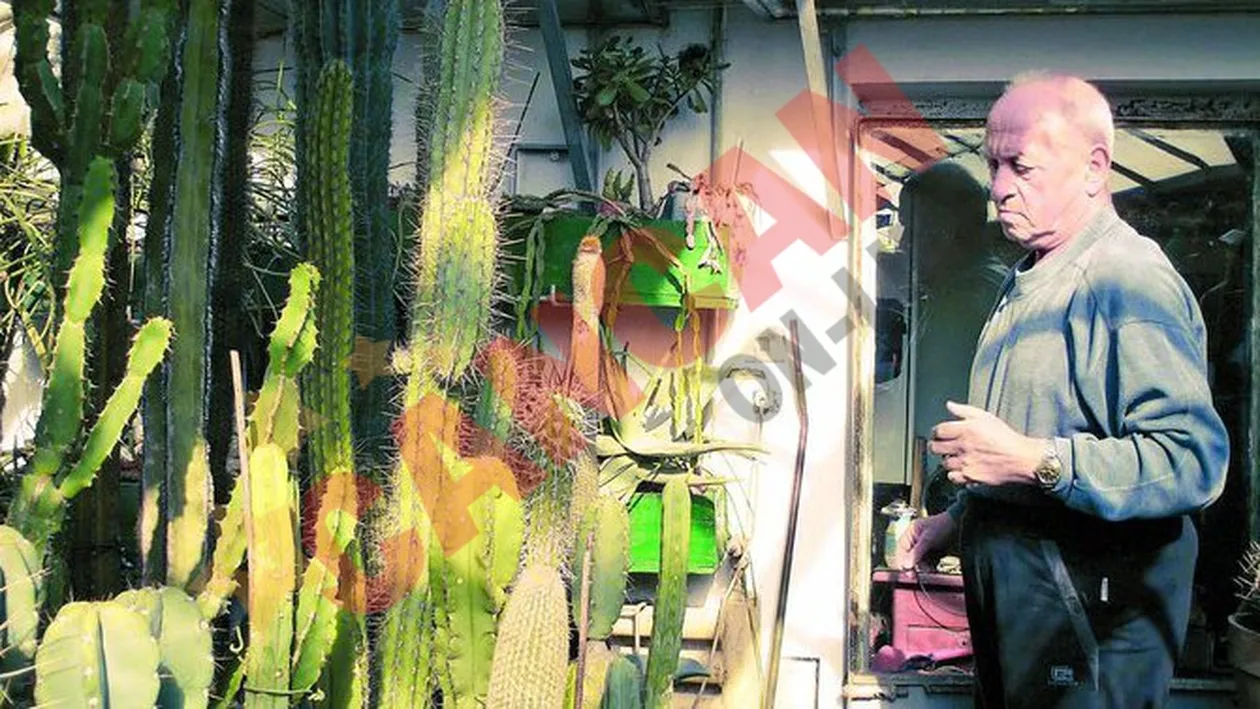 Creste 10.000 de cactusi