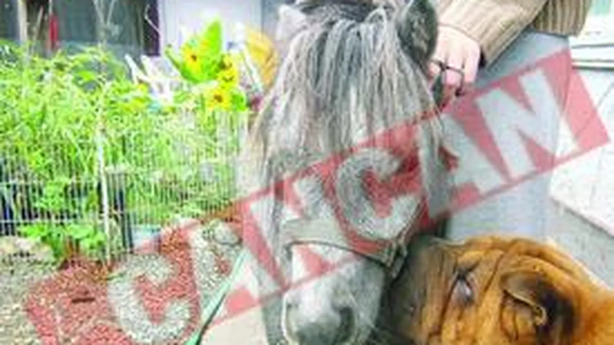 Creste in ograda cele mai mici specii de cai din lume