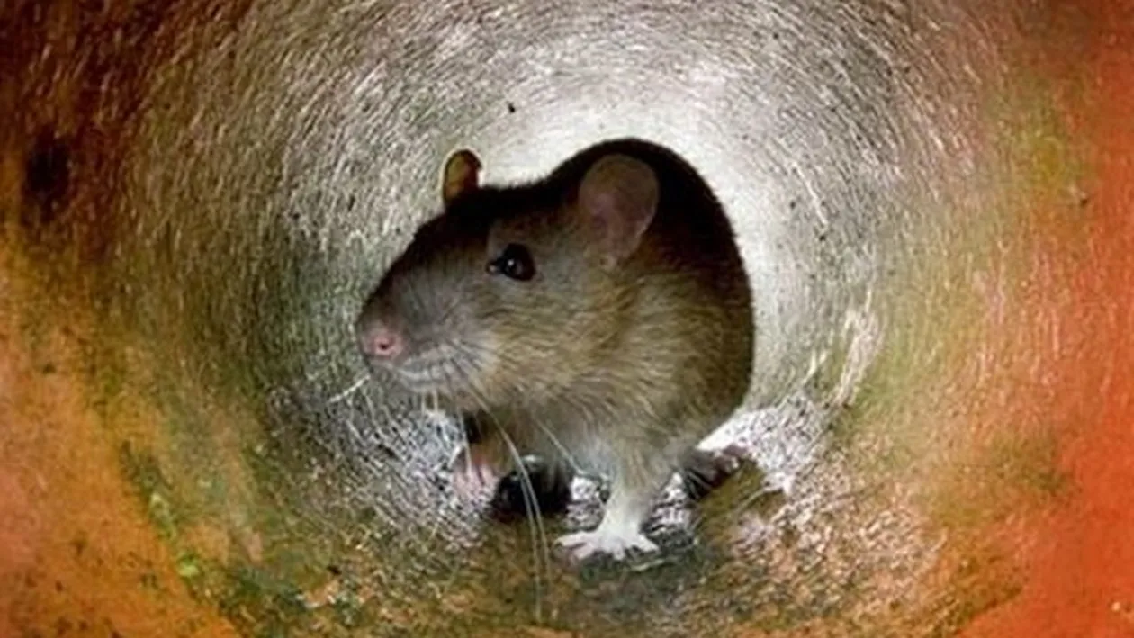 A avut parte de socul vietii lui cand a dat masina de spalat vase la o parte! Uite ce a descoperit acest barbat in propria casa!