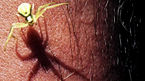 A mers la spital si doctorii i-au scos ASTA din ureche! Toti s-au ingrozit cand au aflat ca statea acolo de 5 ZILE!