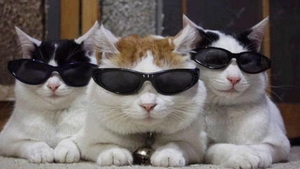 Ziua Internațională a Pisicii. Top 10 feline celebre