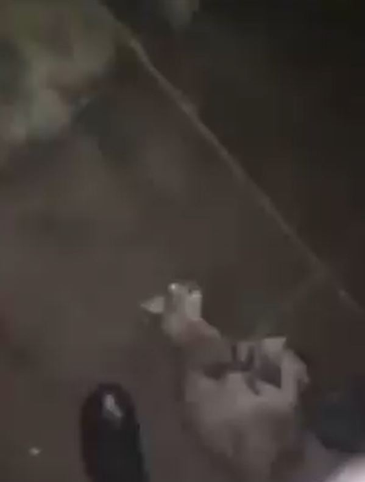 Un băiat de 16 ani a omorât o pisică, iar scenele traumatizante au fost filmate chiar de el. Felina a murit în chinuri groaznice într-un parc din Timișoara