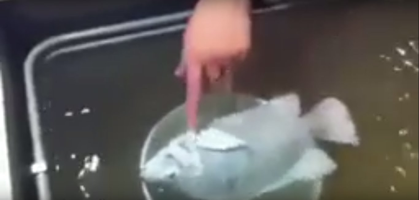 A luat câţiva peşti îngheţaţi pe care i-a pus în apă. Ce se întâmplă în doar câteva secunde a şocat pe toată lumea, iar imagini au devenit virale