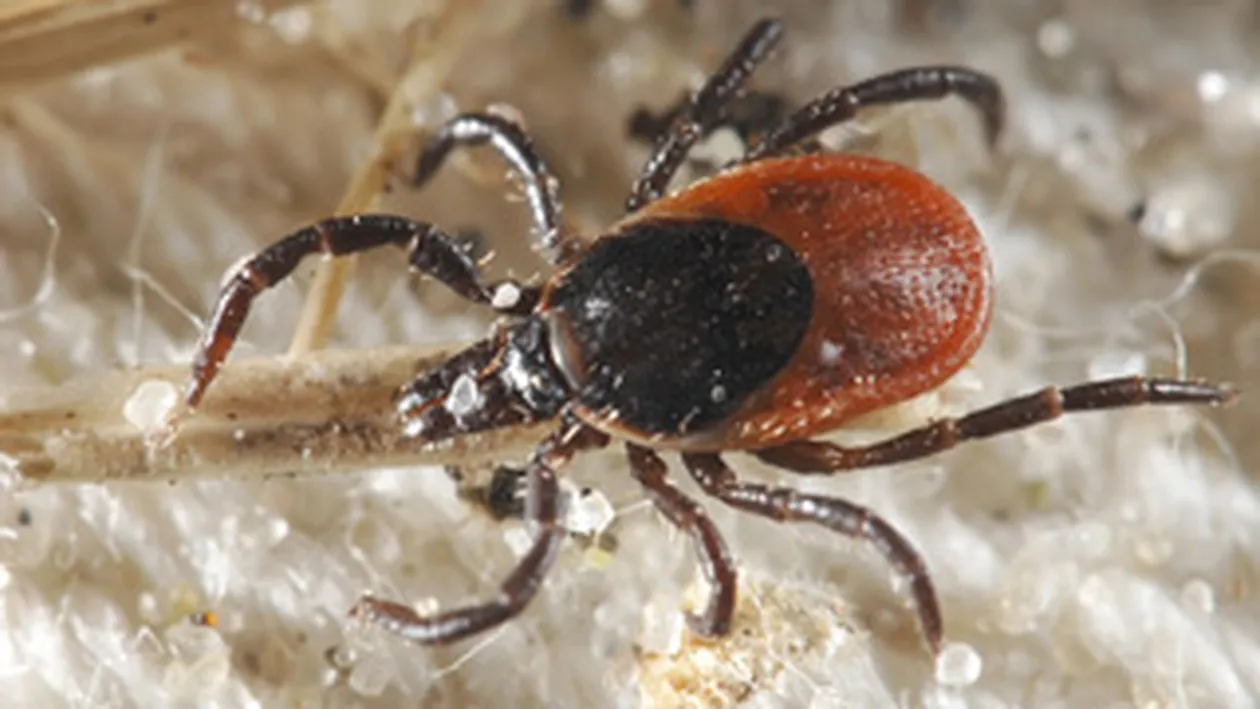 Un barbat din Iasi a ajuns de la nunta la spital, dupa ce a fost atacat de capuse