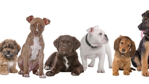 Ce zodie e animalul tau de companie? Vezi aici cum ii influenteaza astrele comportamentul