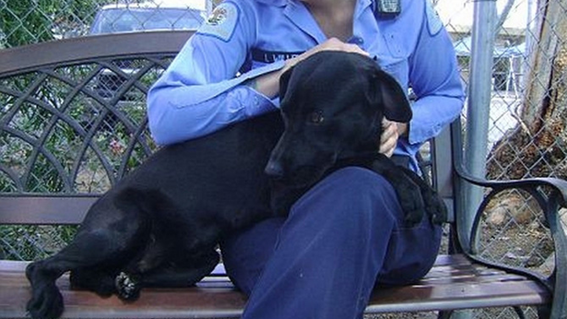 Videoclipul care a emotionat America pana la lacrimi! Un labrador a ramas in mijlocul soselei alaturi de cadavrul unui caine lovit de masina! Sute de oameni se "bat" acum sa il adopte