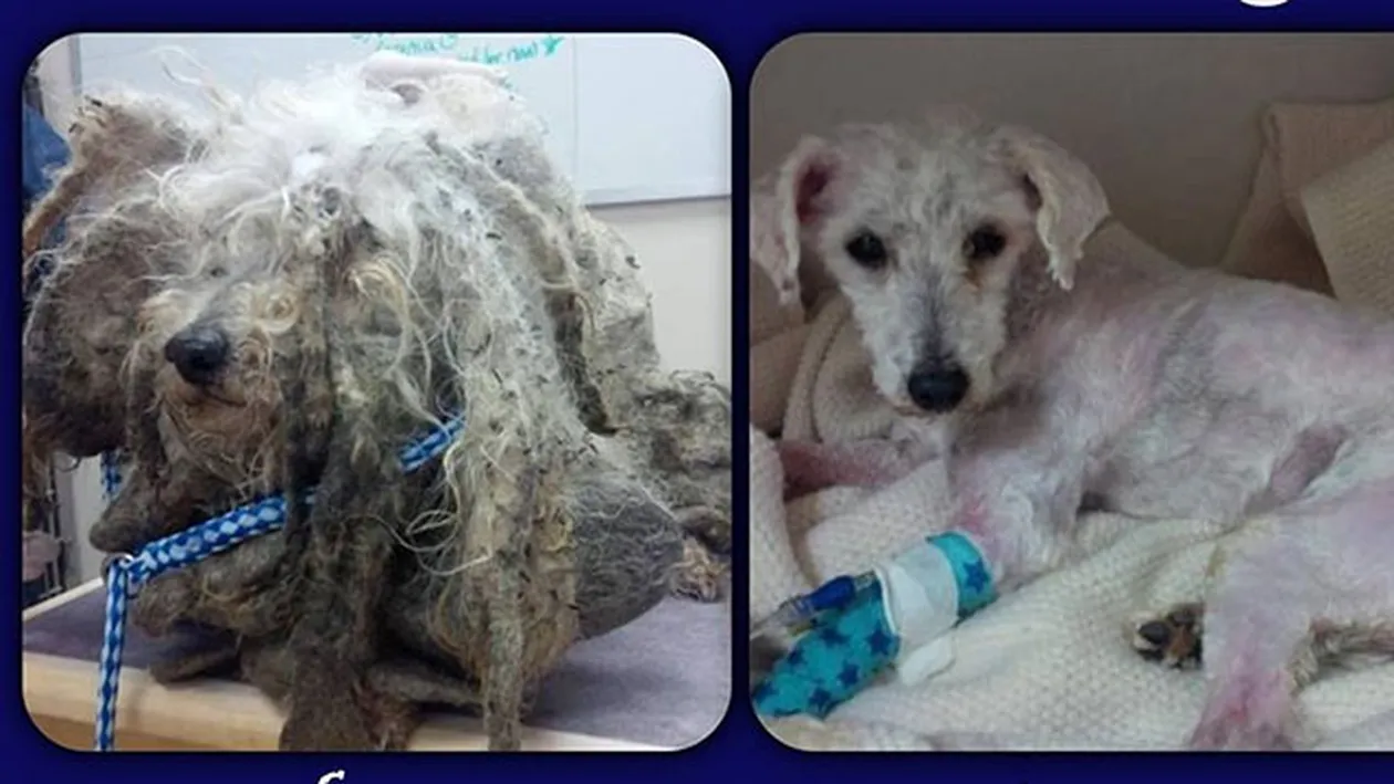 Câinele care a induiosat tot internetul! Când a fost găsit arăta ca o covor vechi, acum sute de oameni il vor acasă