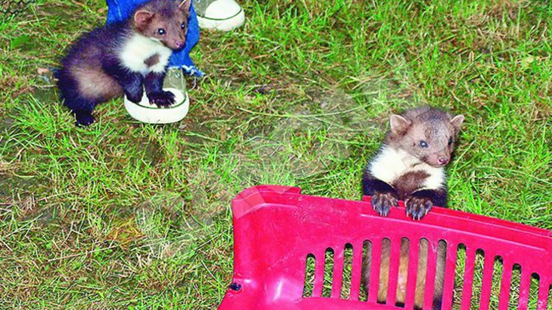 "Fratii jderi", atractie in parc