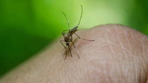 Un bărbat din Galați a murit după ce a fost înțepat de un țânțar și infectat cu virusul West Nile!
