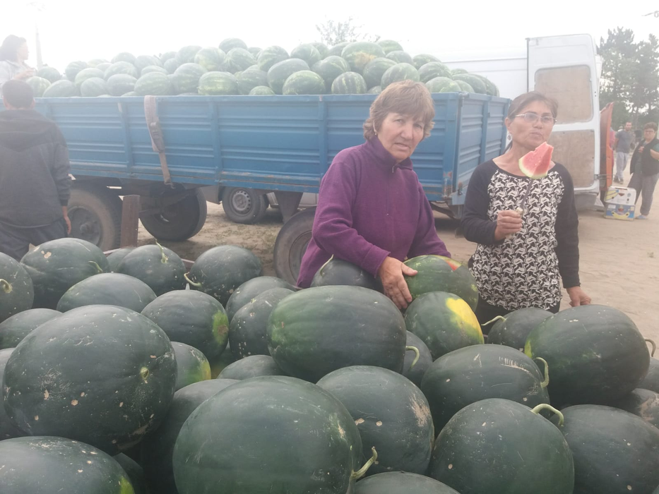 Pepenii au ajuns la en-gros în Dăbuleni