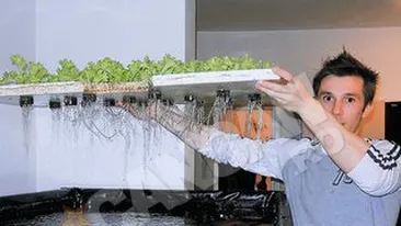 Doi tineri cresc salata pe acvarii