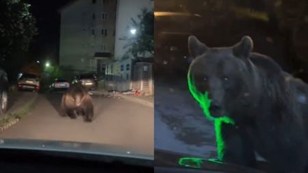 Imagini șocante! Un urs uriaș a fost filmat pe o stradă din Predeal