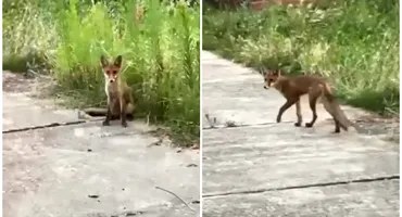 Femeie din Iași, mușcată de un șacal în propria grădină! Medicii trag un semnal de alarmă: ce trebuie să faci imediat