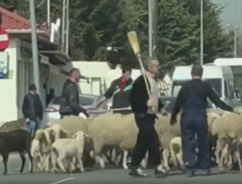 VIDEO FABULOS. Gigi Becali și-a scos oile la plimbare! Latifundiarul a blocat traficul în Pipera