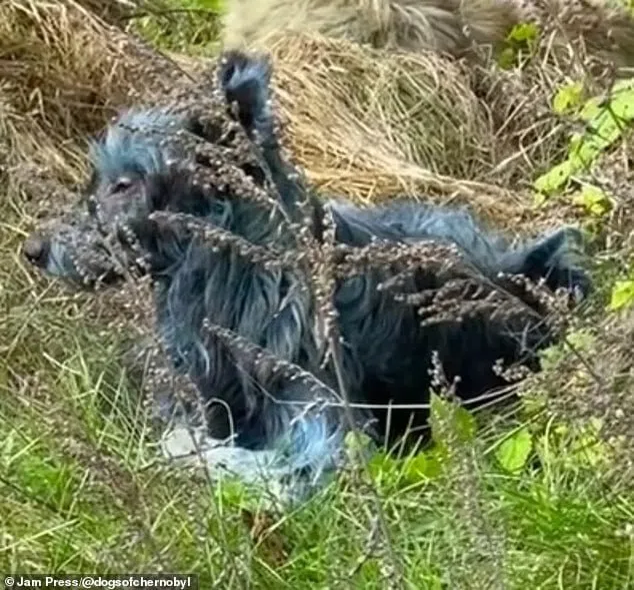 Apariție bizară la Cernobîl! Voluntarii din zonă au fotografiat câini cu blana albastră. Care ar fi explicația fenomenului