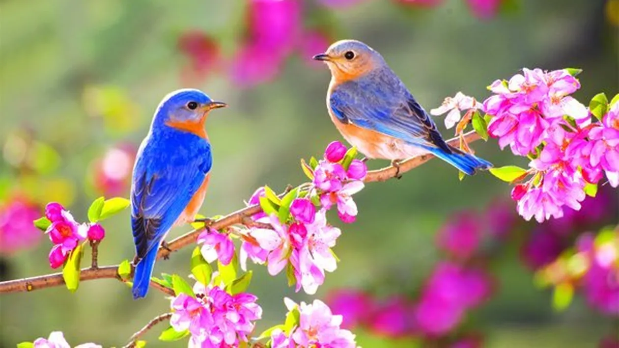 METEO 13 APRILIE:  Ce surprize ne-a pregătit vremea miercuri 