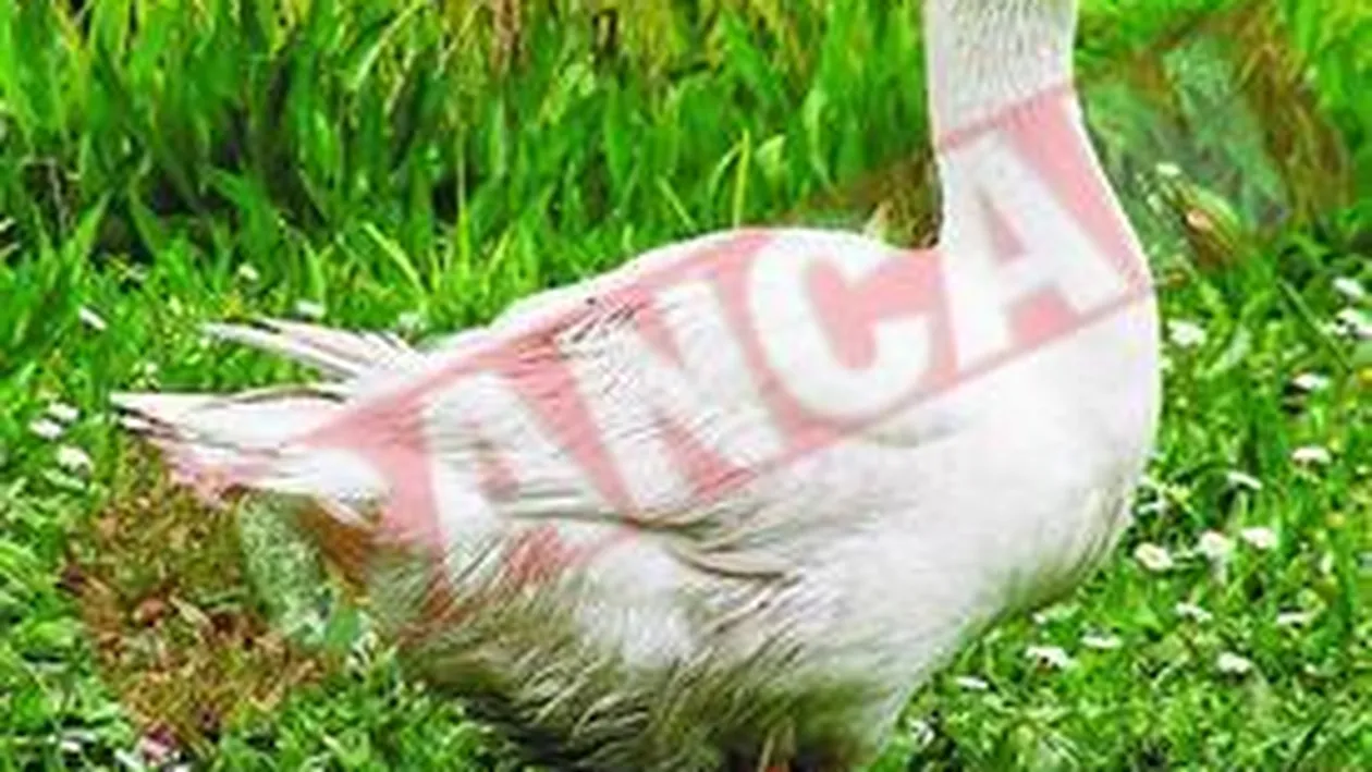 Avocatul gastelor ii face tampiti pe romani