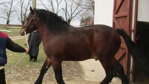 Sfârșit groaznic! Un copil în vârstă de 11 ani a murit după ce a fost târât de un cal câteva sute de metri