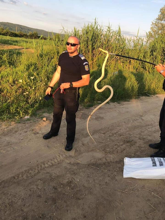 Șarpele a fost eliberat în natură de jandarmi