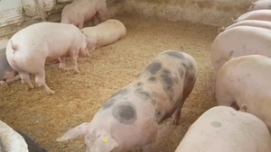 În prag de Ignat, alertă de pestă porcină în Dâmbovița