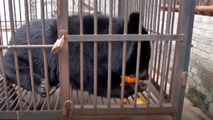 Femeia a crezut că a adoptat un câine, dar în câteva luni au avut parte de șocul vieții. Ce animal avea, de fapt, în locuință