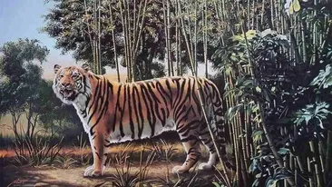 TEST IQ | Oricine poate vedea un tigru în această poză, însă doar un geniu îi poate vedea pe amândoi. Unde este al doilea?