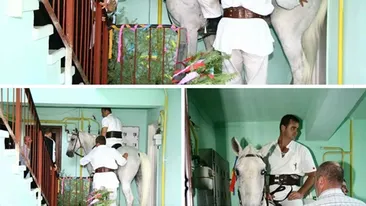 Imagini incredibile! A intrat într-un bloc călare pe un cal ca să își ceară mireasa de la părinți: Un cavaler la pețit