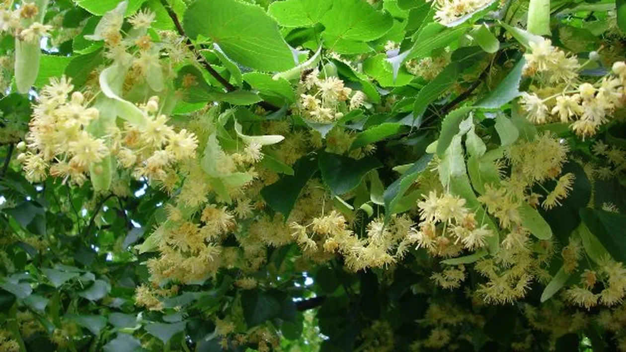 Ea este creatoarea de modă care a făcut o rochie din 1.000 de frunze uscate! Ce sfaturi dă brăileanca