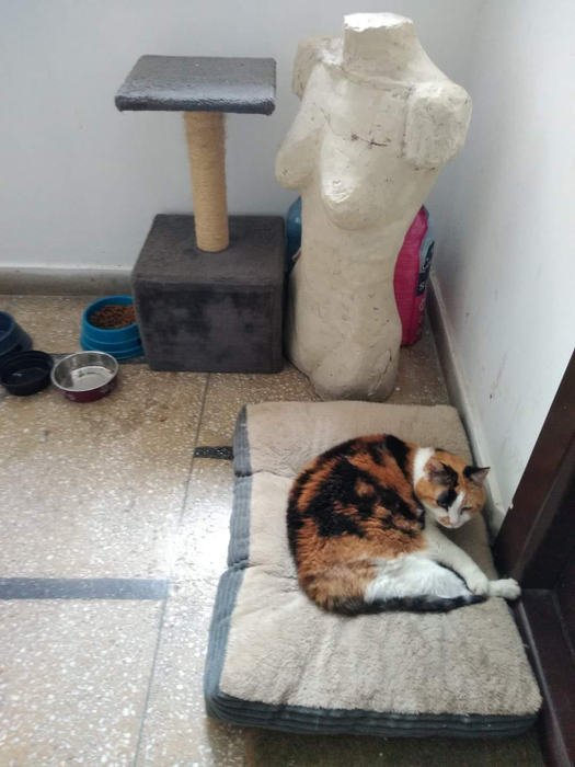 „Frumușica” și-a făcut „casă” din scara de bloc. Povestea virală a pisicii care și-a acceptat singurătatea, la 20 de ani