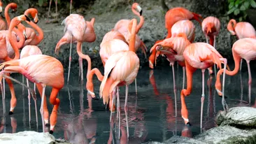 Flamingo nu se naște roz: cum se construiește o culoare iconică