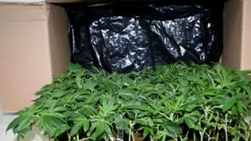 Au renuntat la baie pentru a cultiva canabis! Doi barbati au fost arestati dupa ce s-au gasit 52 de ghivece cu planta interzisa in apartamentul lor
