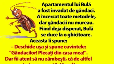 Bancul dimineții | Apartamentul lui Bulă a fost invadat de gândaci