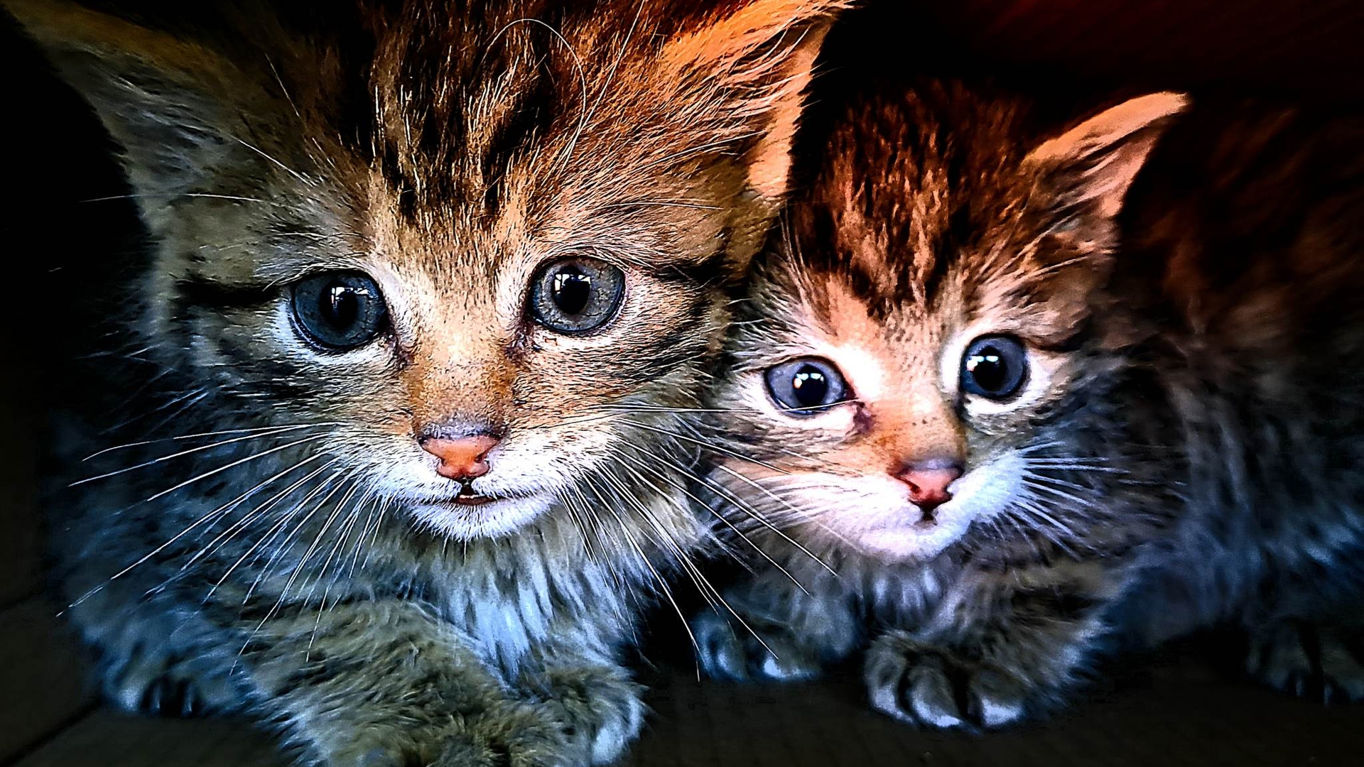 Doi tineri au găsit pui de pisică pe marginea unui drum și au decis să-i ia acasă! Ce au descoperit când au mers cu animalele la veterinar