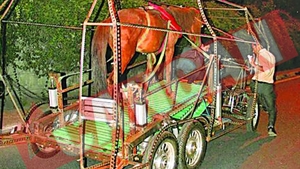 Circula cu cal-mobilul