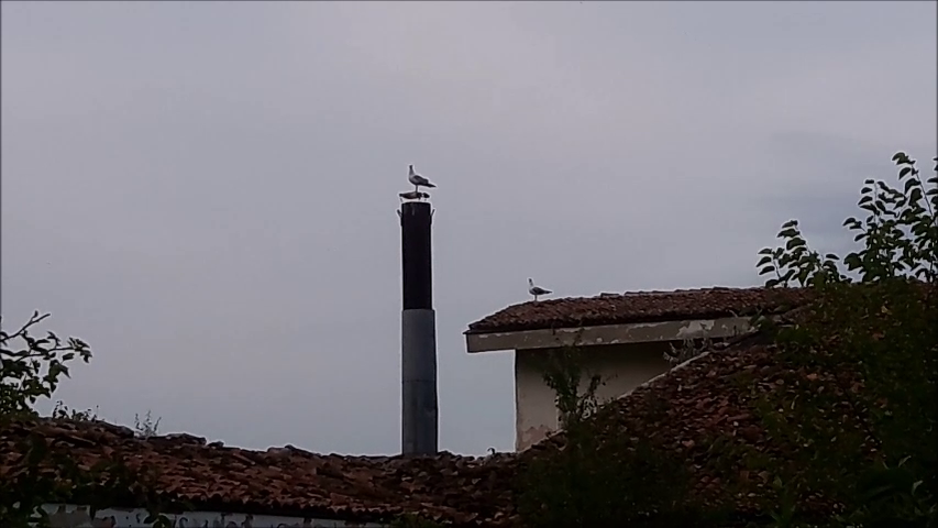 Pescărușii, rezidenți-fideli ai taberei