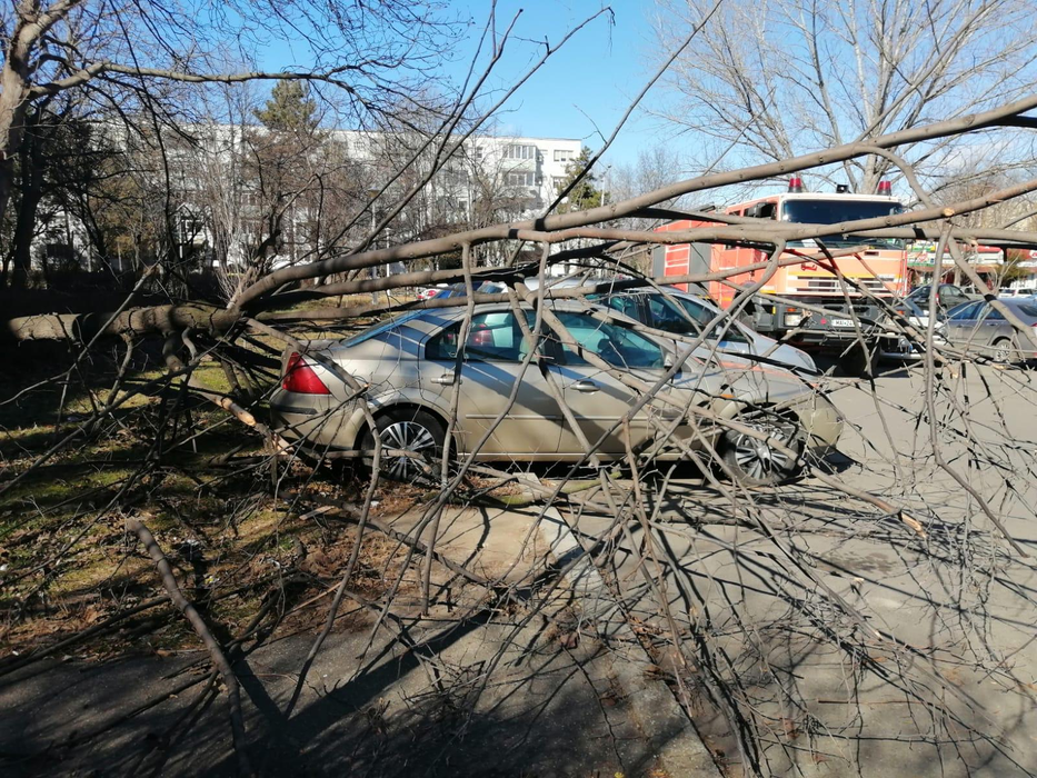 Copacii au căzut pe mașini
