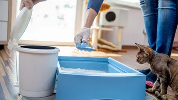 Cel mai tare truc! Ce se întâmplă dacă pui bicarbonat de sodiu în litiera pisicii