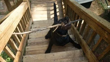 Cainii astia au ajuns VIRAL! Imaginile care te vor face să ii doresti acasa! Vei izbucni in imediat in hohote de ras!