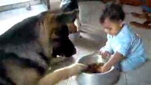 VIDEO demential! Un copil de un an si un caine lup "se bat" pe mancarea animalului. Vezi ce a iesit!