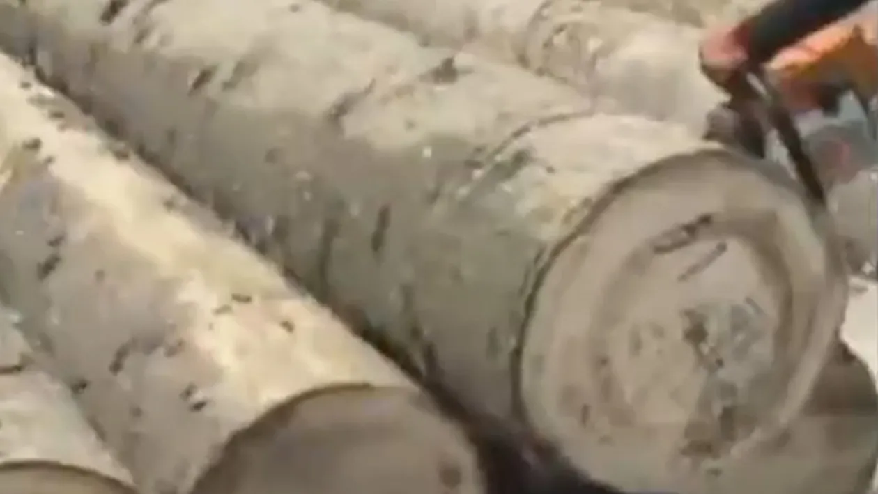 Imaginile realizate in Romania care fac inconjurul lumii! Ce au descoperit in acesti copaci dupa ce au taiat pomii cu drujba