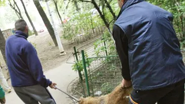 S-a aprobat eutanasierea! Cainii fara stapani vor fi vanati si omorati! Este o solutie buna pentru aceasta problema? Da-ti cu parerea!