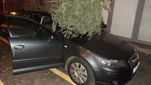 A ”zburat” bradul pe geam, de la etaj, fără să se gândească la consecinţe! Ce a urmat a devenit viral. A fost grav afectată
