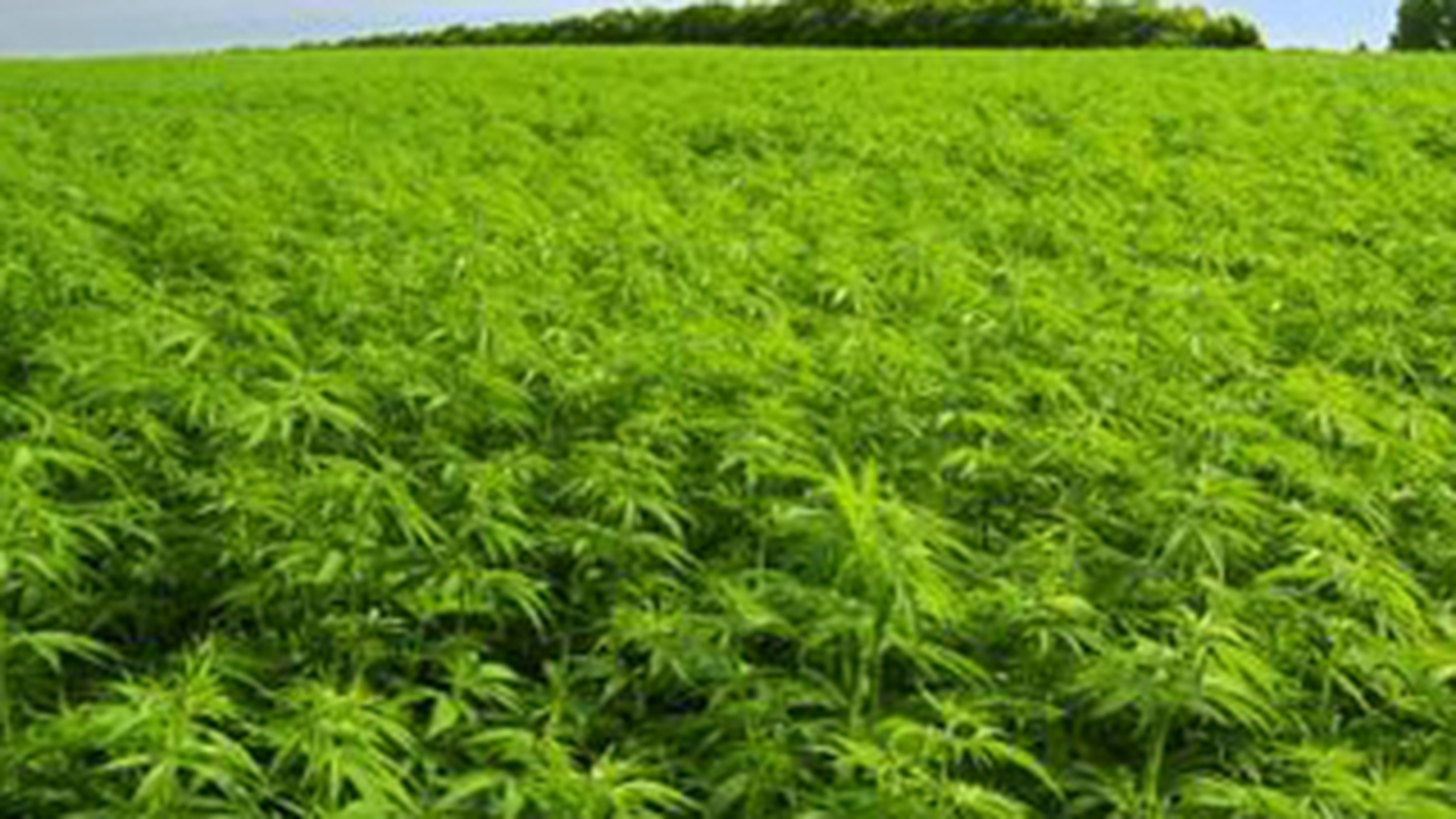 Un iesean ascundea un kilogram de cannabis in casa!