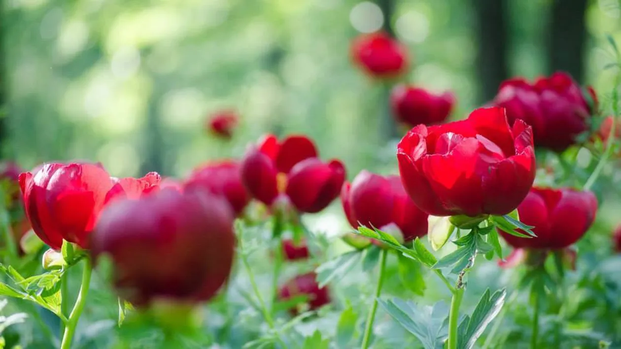 Au înflorit bujorii sălbatici de la Plenița, Dolj. Cine rupe o floare riscă să plătească o amendă uriaşă, de 12.000 lei