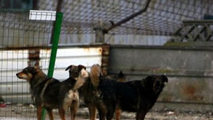 Caz socant la Bacau! O fetita a fost sfasiata de cainii maidanezi